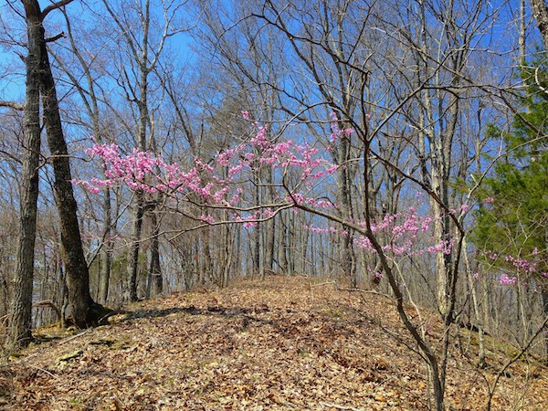 Blooming Redbud